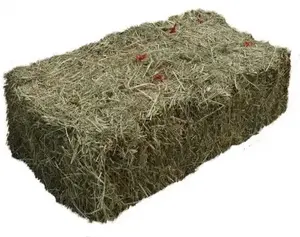 Venta de pacas de heno de alfalfa/venta de heno de alfalfa