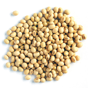 Organic Dried <b>Soybeans</b> Non-GMO High Quality Bulk Wholesale - Product Image 4