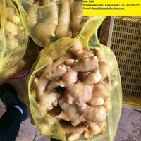 新鲜老姜 10公斤/箱 越南KMI品牌 ISO认证 100%天然品质 微辣 价格实惠 HP 0084 917 476 477