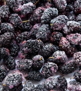 MORAS CONGELADAS IQF/FRUTA ENTERA/SIN AZÚCAR AÑADIDO/CALIDAD DE EXPORTACIÓN PARA EL MERCADO GLOBAL DE ALIMENTOS - Product Image 3
