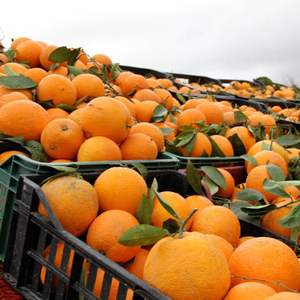 Oranges fraîches en gros, mandarines fraîches à vendre, oranges sucrées délicieuses en gros, oranges sanguines fraîches à vendre - Product Image 5