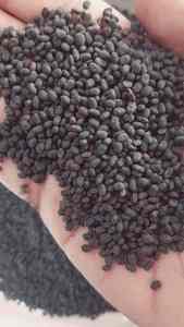 Bavanchi Seed Powder Babchi Beej Bulk Herb Psoralea Corylifolia Raw Material <b>for</b> <b>Plant</b> Extract Industry and Natural Ingredient - Product Image 3