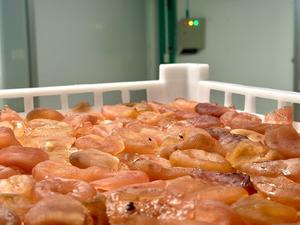 Délice tropical dans chaque tranche: Fruit de la passion séché de qualité supérieure du Vietnam - Product Image 4