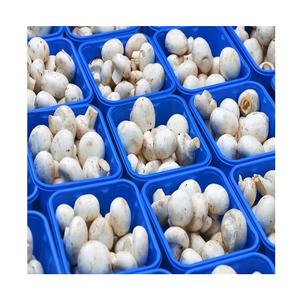 Hongos Champiñones Blancos Enteros, Frescos y Congelados - Alta Calidad y Frescura Garantizadas - Product Image 3