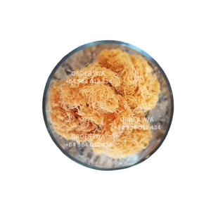 <b>Irish</b> Seamoss Jamaican <b>Sea</b> <b>Moss</b> Goldens <b>Sea</b> <b>Moss</b> High Quality for Export Wholesale Vietnam - Product Image 5
