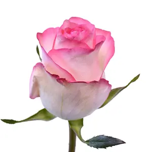 Kenyan Fresh Cut Rose Bi Rose Grande Tête 62cm Tige Vente En Gros Au Détail Bouquet De Fleurs Fraîches Décoration Fleurs Fleurs De Mariage