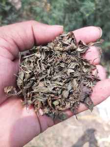 Menthe poivrée séchée, feuilles de menthe poivrée, menthe poivrée en gros, fournisseur de menthe poivrée, menthe poivrée en vrac, fournisseur de menthe poivrée séchée - Product Image 5