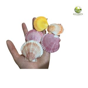 Conchas de Vieira Pulimentadas Ecológicas y Coloridas para Decoración de Hogares Costeros y Fiestas de Boda, Artesanías Hechas a Mano, Venta al por Mayor - Product Image 5