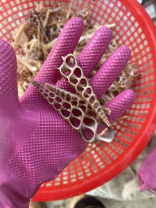 Coque strombus naturelle authentique parfaite pour les accessoires faits à la main et les idées de décoration - Product Image 6