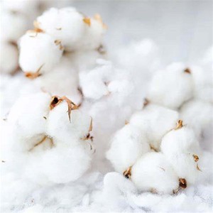 Venta al por mayor (Gossypium Barbadense) 100% algodón crudo orgánico puro blanqueado algodón brasileño transpirable ecológico comprar brasileño - Product Image 4