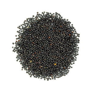 Semillas de canola al por mayor disponibles para importadores internacionales - Product Image 1