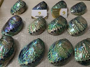 Coquilles d'ormeau pour musée et expositions côtières Coquilles d'ormeau utilisées dans le décor éducatif marin - Product Image 6