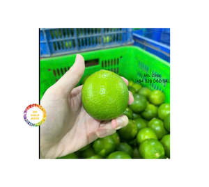 Citron vert sans pépins frais en vrac, exportateur vietnamien de citron vert sans pépins pour la transformation des boissons - Product Image 5