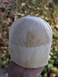 Noix de coco jeune et fraîche du Vietnam pour la production de jus et les services de restauration à grande échelle axés sur les matières premières tropicales naturelles - Product Image 6