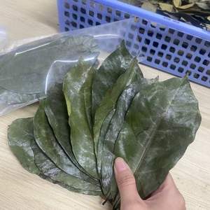 ใบฝรั่งแห้ง ใบกราเวียโลล่า ใบฝรั่งแห้งธรรมชาติ-ใบฝรั่งแห้งออร์แกนิคธรรมชาติ-ใบอันโนน่า มูริคาต้าแห้ง - Product Image 4