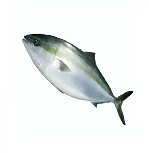 Frozen Dried Yellowtail Fillet Wholesalers Fish Seafood Suppliers