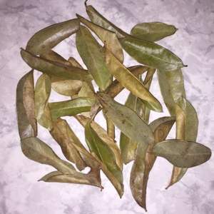 Hojas de Guanábana Premium Hojas de Guanábana secas naturales-Hojas de Guanábana secas orgánicas naturales Hojas de Guanábana orgánicas - Product Image 3