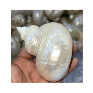 Proyectos de conchas inspirados en la costa con concha blanca y concha verde de Vietnam 99 Gold Data - Product Image 6