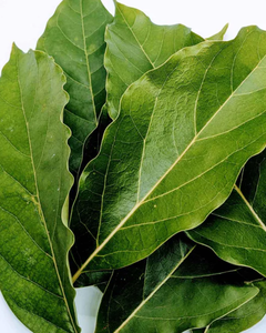 Hojas de Aguacate Secas de Alta Calidad para Té de Hierbas y Suplementos - Product Image 6