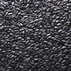 Graines de tournesol noires de qualité supérieure pour oiseaux, alimentation toute l'année - Product Image 1
