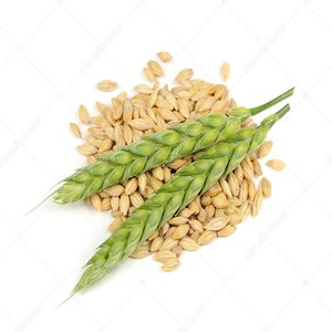 Cebada malteada orgánica natural pura lista para exportación 100% mejor calidad para alimentación animal entrega rápida en stock - Product Image 3