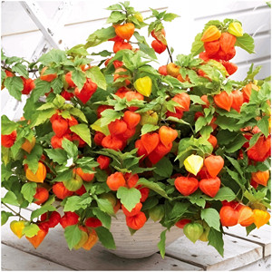 Graines de raisin brésiliennes Inca Berry, fruit ornemental comestible et médicinal, fournitures de jardinage - Product Image 2