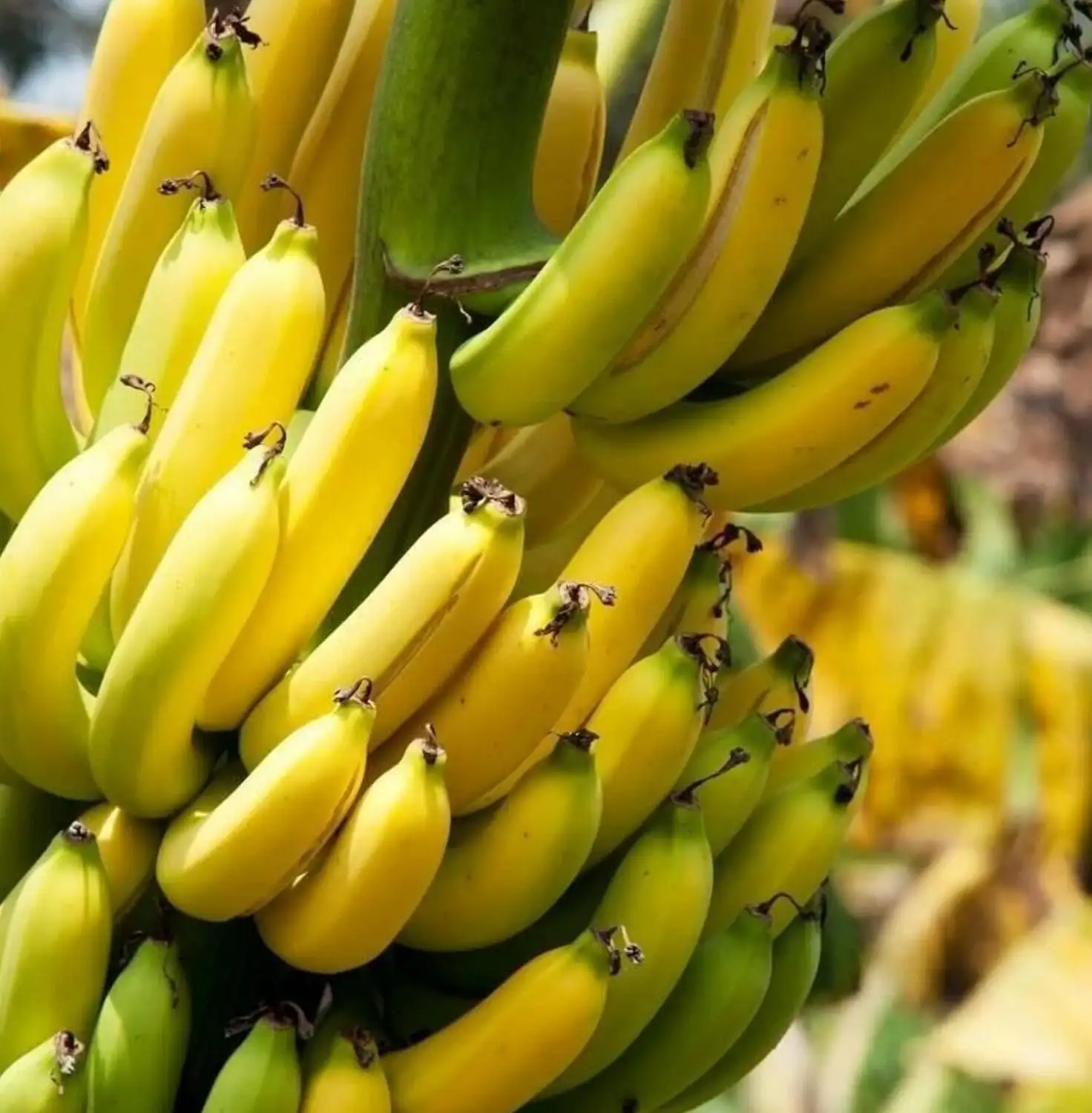 Fresh Green Cavendish Banana Exporters In Philippines