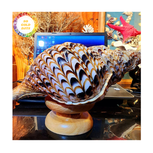 Trompette Coquillages Qualité Ocean Shell Matériel Pour Décorations Artisanales Et Meubles De Style Marin Du Vietnam - Product Image 2