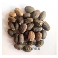 Graines de Jatropha Curcas (Noix de Barbados) pour Biocarburant Purifiant, Marque Double Tongues, Inde Tamil Nadu, Vente en Gros, 12 Mois