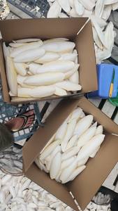 Factory Direct Price <b>Cuttlefish</b> bone export quality material from Vietnam suitable for wholesale distribution & global sourcing - Product Image 2