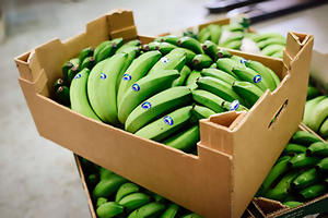 Plátano verde natural/plátano verde fresco - Product Image 6