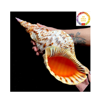 Vente en gros Grande coquille de trompette Charonia Tritonis Triton Coquille de conque marine à des fins musicales et décoratives