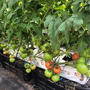 Sacs de culture de tourbe de coco pour sacs de conteneur de plantes de tomates poids 2.2Kg avec valeur de PH 5.5-6.5 - Product Image 5