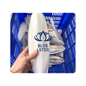 En forte demande : Os de seiche pour la fonte de précision et calcium pur durable pour la fabrication professionnelle de bijoux - Product Image 1