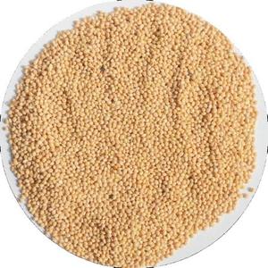 Millet vert indien de meilleure qualité-Millet perlé - Product Image 1