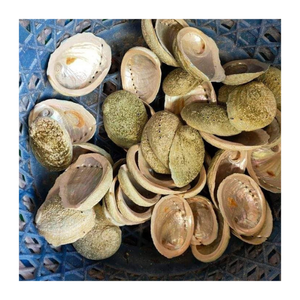 Coquille d'ormeau naturelle du Vietnam, pierre précieuse polie, bijoux d'inspiration océanique, fournitures de bricolage et décoration côtière créative - Product Image 4