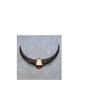 เครื่องตกแต่งผนังฮอร์นคู่โรงแรมและผนังบ้านตกแต่งด้วยเขาควายคู่ - Product Image 6