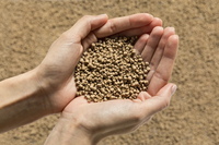 PE WPC Pellet WPC Matière première WPC Granule Bois Composite Plastique Pour Extrusion Decking Panneau Mural Clôture