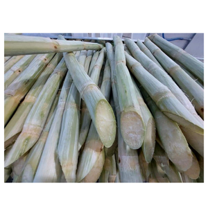 แท่งอ้อยแช่แข็งเพื่อความสดชื่นตามธรรมชาติของเวียดนามเหมาะสำหรับการดื่มและแปรรูปอาหาร - Product Image 4