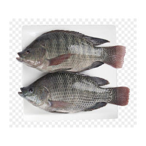 Poisson tilapia frais, qualité export, fruits de mer en vrac, approvisionnement en gros - Product Image 2