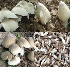 Champignon de termite séché naturel de qualité supérieure pour la vente en gros prix bon marché - Product Image 4