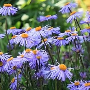 Kanha Nature Oils Premium Quality Camomille Blue Essential Oil Fabriqué en Inde Vente en gros Fonction nourrissante en vrac Fourniture OEM - Product Image 3