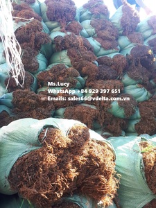 Algas Sargassum de primera calidad/Material Sargassum para fertilizante y alimentación animal con precio bajo Sra. Lily - Product Image 2