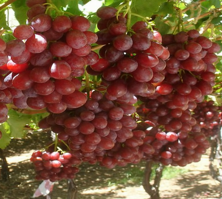 Ready For The New Egyptian Grapes Crop Premium Quality With Cheap Price