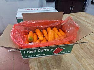 Fournisseur biologique de carottes fraîches sucrées à haute teneur en vitamines du Vietnam pour l'exportation de la transformation des boissons alimentaires - Product Image 4