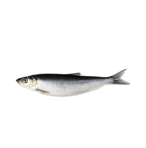 Premium quality frozen herring <b>fish</b> / Frozen Whole Atlantic Herring <b>Fish</b> - Product Image 5
