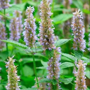 Fabricants d'huile essentielle de patchouli exportateur en vrac huile essentielle de patchouli pour cosmétiques soins de la peau du corps - Product Image 4