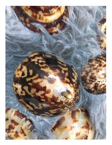 ¡Venta caliente 2024! Lapa natural seca Shell Lapa limpia en seco Colección de conchas marinas al por mayor Precio competitivo - Product Image 5