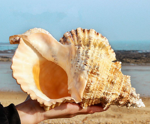 Coquilles de trompette élégantes pour l'artisanat, les cadeaux et les décorations sur le thème marin - Product Image 2
