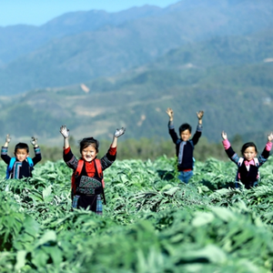 Hot <b>Sale</b> <b>Bulk</b> Vietnam Tea <b>Bags</b> 100% Natural Herbal Tea Bitter Taste Sapa Top Grade Vietnam Artichoke Tea <b>Bags</b> - Product Image 5